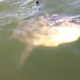 Illustration for article titled Massachusetts Man Cannot Handle Seeing A Sunfish: "What The Fuck Is That, Kid?"